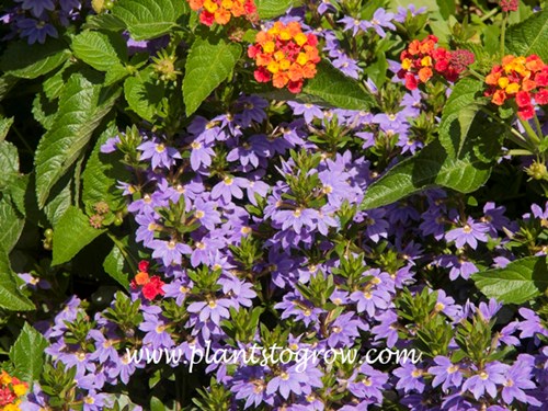 New Wonder Fan Flower growing with Lantana.